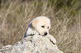 LABRADOR 613